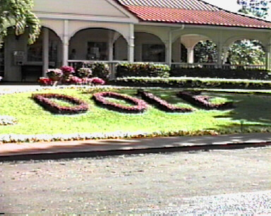 Dole pineapple plantation.